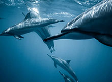 kaiyun-邵化谦：中国篮协如何保持公信力？